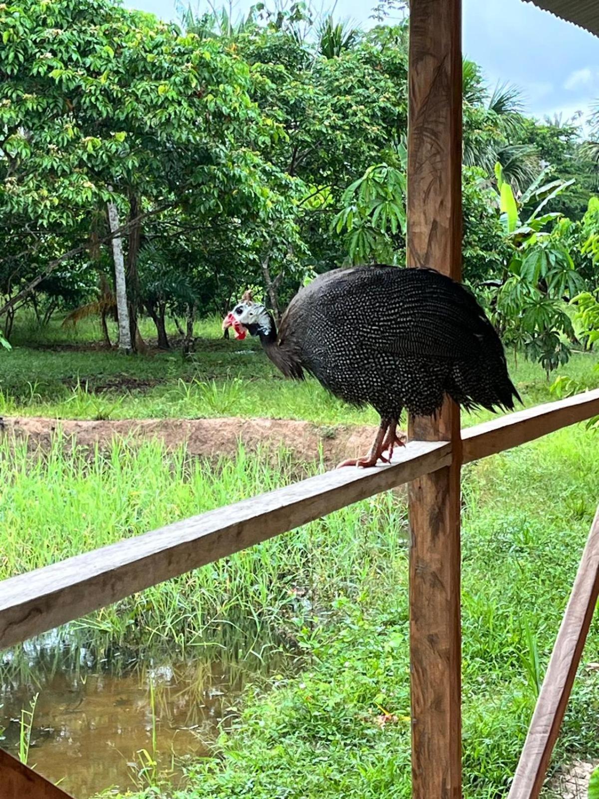 Purachata Ecolodge Iquitos Ngoại thất bức ảnh