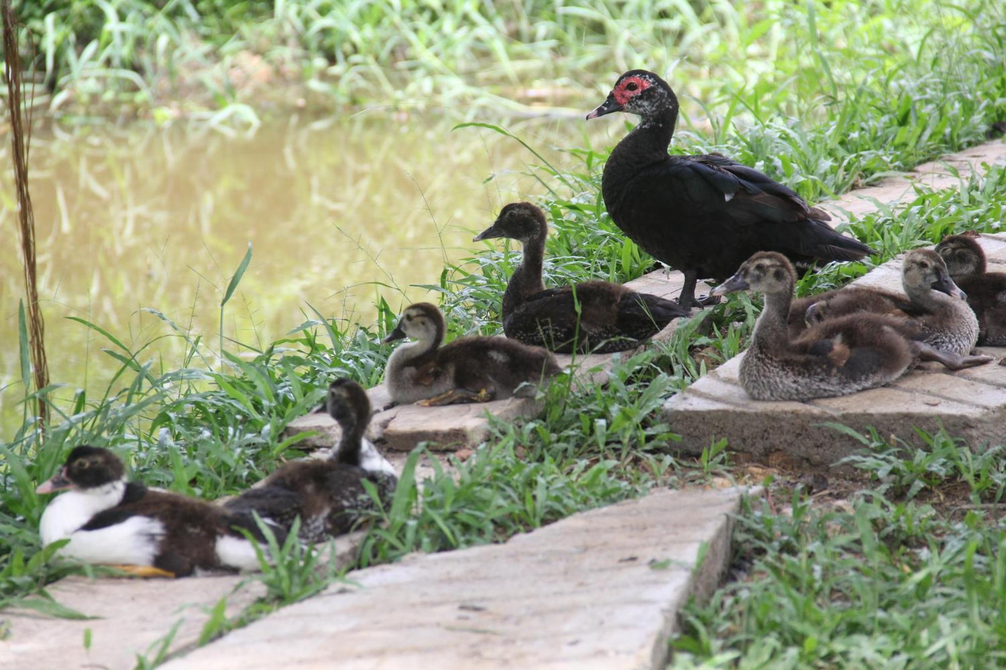 Purachata Ecolodge Iquitos Ngoại thất bức ảnh