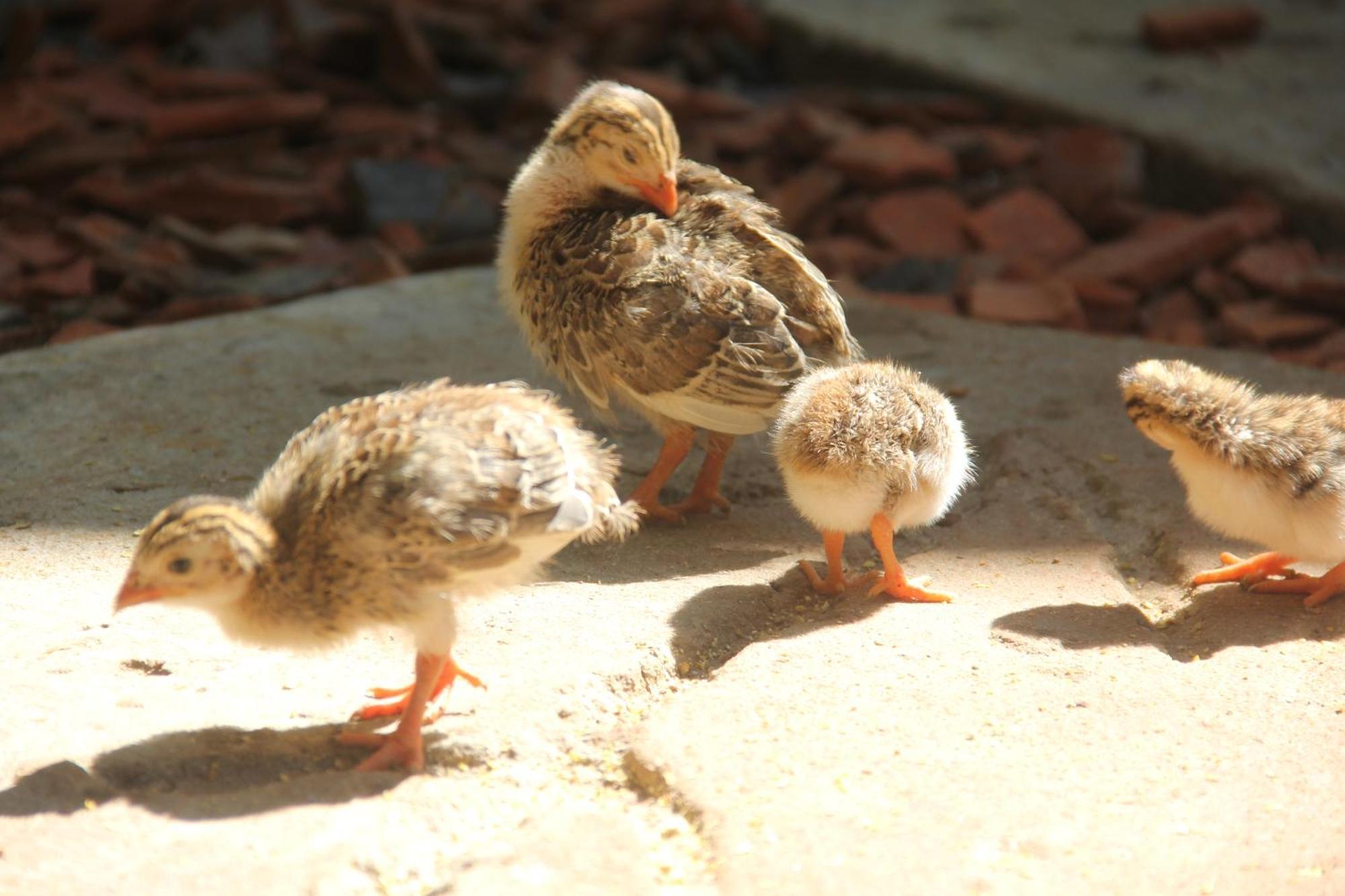 Purachata Ecolodge Iquitos Ngoại thất bức ảnh